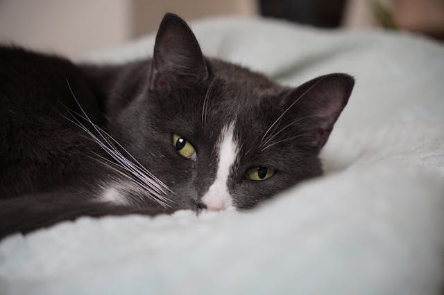 Classic Sweater Bear